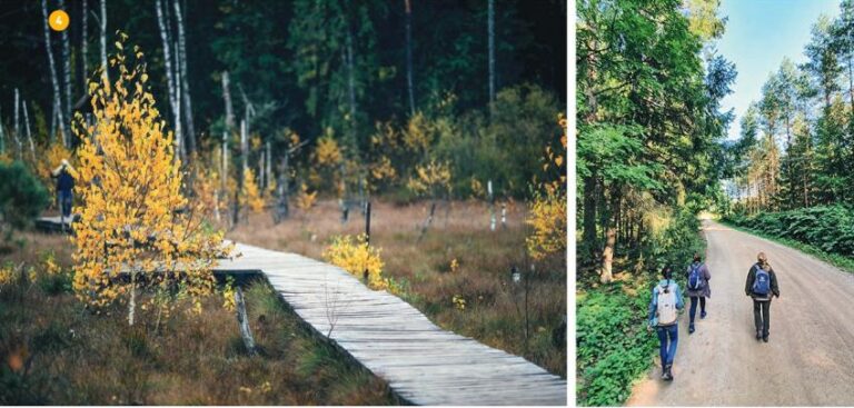 Miško takas: Pakuonis–Vaišvydava